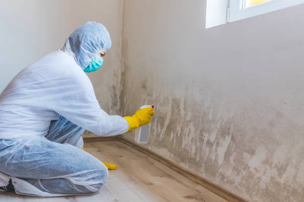 Licensed Mold Remediation service in Ashville, PA - Car Mold Remediation